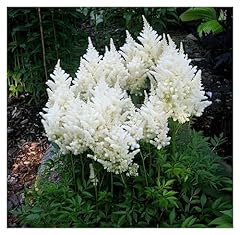 Astilbe arendsii deutschland gebraucht kaufen  Wird an jeden Ort in Deutschland
