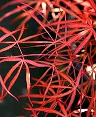 Red spider japanese for sale  Delivered anywhere in USA 