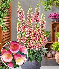 Baldur garten digitalis gebraucht kaufen  Wird an jeden Ort in Deutschland