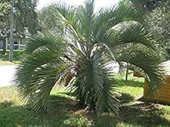 Semi butia odoratus d'occasion  Livré partout en France