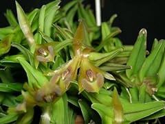 Epidendrum schlecterianum coll for sale  Delivered anywhere in USA 