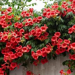 Yougarden campsis red for sale  Delivered anywhere in UK