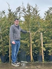 Cupressus leylandii hedge for sale  Delivered anywhere in UK