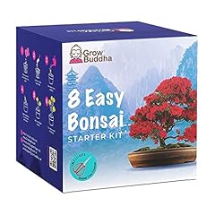 Usato, Bonsai Tree Kit | Grow your own 8 beautiful bonsai usato  Spedito ovunque in Italia 