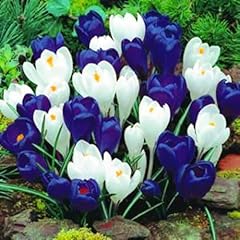 Crocus bulbs crocus for sale  Delivered anywhere in UK