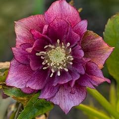 Hellebore double ellen for sale  Delivered anywhere in UK