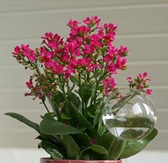 Blumendurstkugeln glas 9cm gebraucht kaufen  Wird an jeden Ort in Deutschland