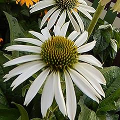 Echinacea white swan for sale  Delivered anywhere in USA 