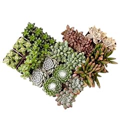 Succulents plants live for sale  Delivered anywhere in USA 