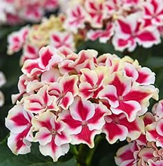 Hydrangea macrophylla camilla for sale  Delivered anywhere in UK