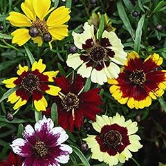 Coreopsis seeds hybrida for sale  Delivered anywhere in UK