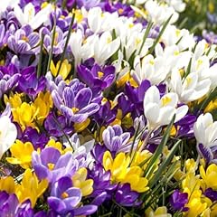 Crocus bulbs colourful for sale  Delivered anywhere in UK