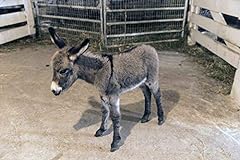 Photo miniature donkey for sale  Delivered anywhere in USA 