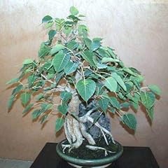 Fico sacro ficus usato  Spedito ovunque in Italia 