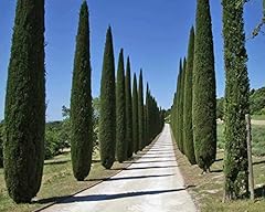 Cipresso nero cupressus usato  Spedito ovunque in Italia 