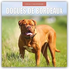 Dogues bordeaux bordeauxdoggen d'occasion  Livré partout en Belgiqu