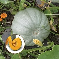 Gardeners kitchen squash for sale  Delivered anywhere in UK