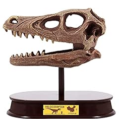Artcreativity dinosaur excavat for sale  Delivered anywhere in USA 