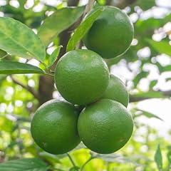 Yougarden citrus mexican for sale  Delivered anywhere in UK