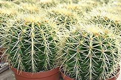 Echinocactus grusonii schwiege gebraucht kaufen  Wird an jeden Ort in Deutschland