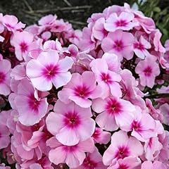 Phlox paniculata bright for sale  Delivered anywhere in USA 