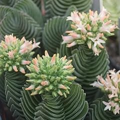 Sunnyplants crassula buddha usato  Spedito ovunque in Italia 