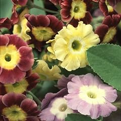 Plant seeds primula for sale  Delivered anywhere in UK