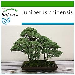 Saflax ginepro cinese usato  Spedito ovunque in Italia 