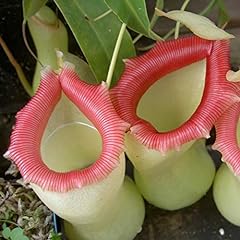 50pcs nepenthes seeds for sale  Delivered anywhere in UK