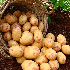 Seed potatoes king for sale  Delivered anywhere in UK