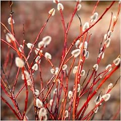 Violet willow tree for sale  Delivered anywhere in UK