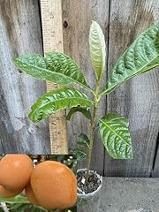 Big jim perennial for sale  Delivered anywhere in USA 