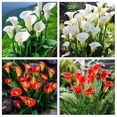 Hardy perennial calla for sale  Delivered anywhere in UK