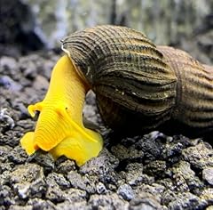 Aquatics yellow rabbit for sale  Delivered anywhere in UK