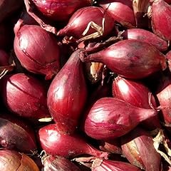 Red baron onion for sale  Delivered anywhere in UK