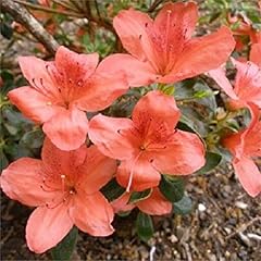 Japanese azalea orange usato  Spedito ovunque in Italia 