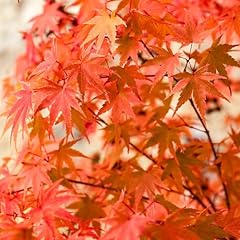 Garden japanese maple for sale  Delivered anywhere in UK