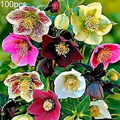 100 helleborus thibetanus usato  Spedito ovunque in Italia 