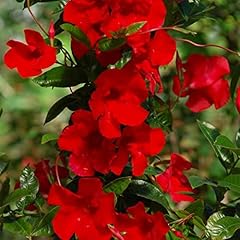 Mandevilla red exotic for sale  Delivered anywhere in UK