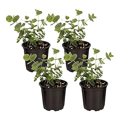 Live aromatic edible for sale  Delivered anywhere in USA 