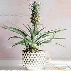 Evergreen ananas comosus for sale  Delivered anywhere in UK