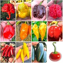 120 semi peperoncino usato  Spedito ovunque in Italia 