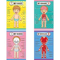 Human body educational for sale  Delivered anywhere in USA 