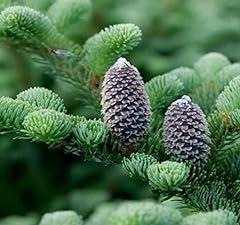 Abies fraseri tree for sale  Delivered anywhere in USA 