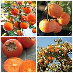 Persimmon seed planting for sale  Delivered anywhere in USA 