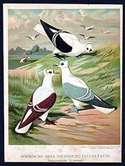 Flügeltaube Böhmen Sachsen Taube Tauben pigeon pigeons gebraucht kaufen  Wird an jeden Ort in Deutschland