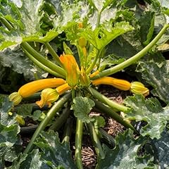 Live yellow squash for sale  Delivered anywhere in USA 