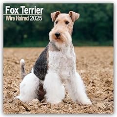 Fox terrier 2025 for sale  Delivered anywhere in UK