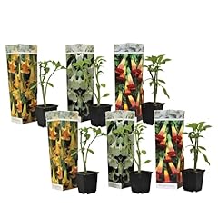 Plant box brugmansia d'occasion  Livré partout en France