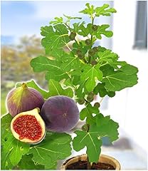 Baldur garten frucht gebraucht kaufen  Wird an jeden Ort in Deutschland